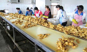 Dried Ginger Sorting