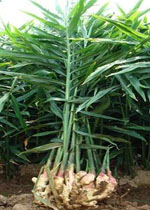 Dried Ginger Plant and Cultivation